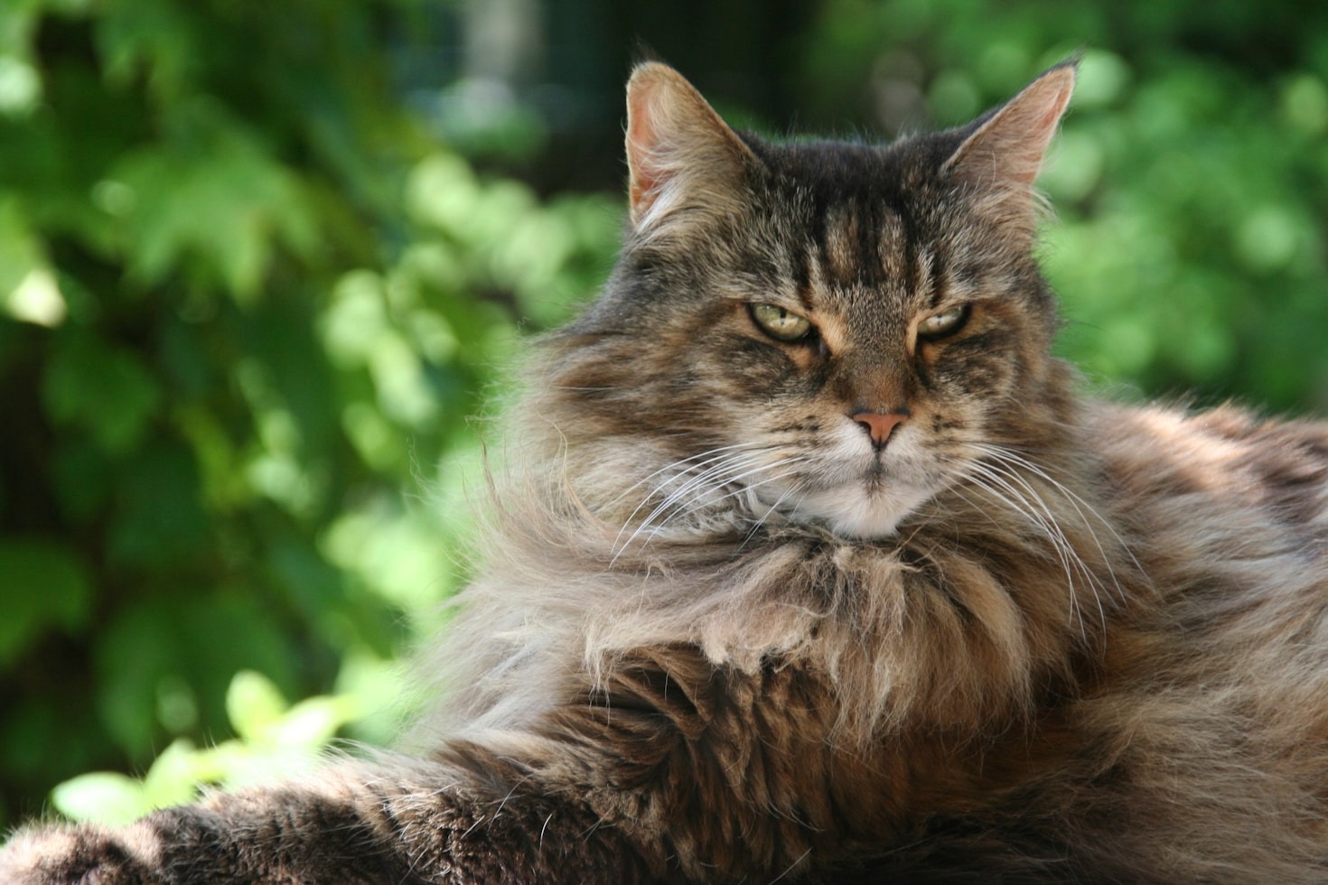 The History and Charm of Maine Coon Cats